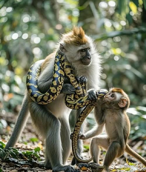 生肖猴和什么属相最配合（生肖猴与蛇最配吗？🐒❤️🐍）
