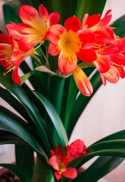 生肖兔属相养花（生肖兔养什么花最招财旺运）