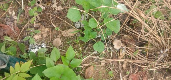 老蘑菇解说生肖属相（老蘑菇生肖属相解说靠谱吗）