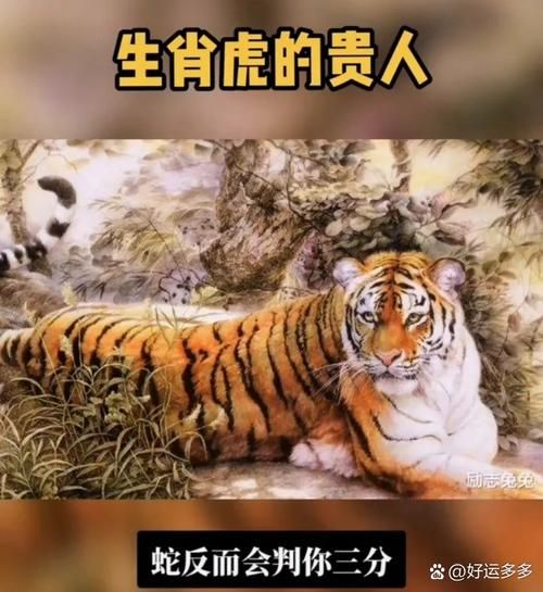 属相虎和什么生肖不合（属虎的和什么属相不合）