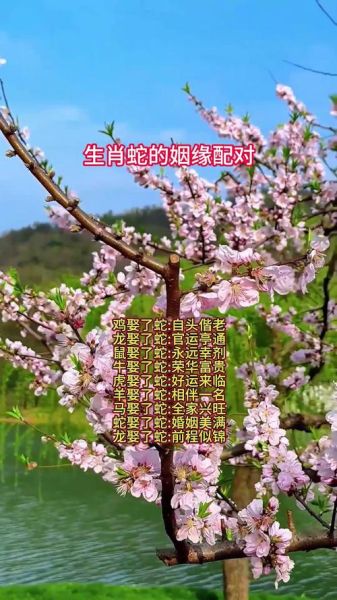 腊月蛇最佳婚配生肖属相(腊月蛇和什么属相最配)