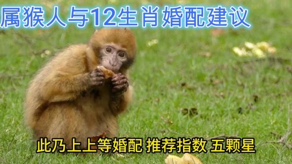 生肖猴忌配对属相（生肖猴最忌与哪个生肖配？）