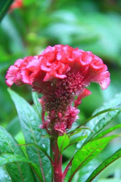 生肖鸡的属相花（生肖鸡的幸运花是什么花）