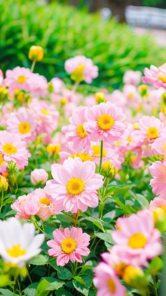 生肖鸡的属相花（生肖鸡的幸运花是什么花）