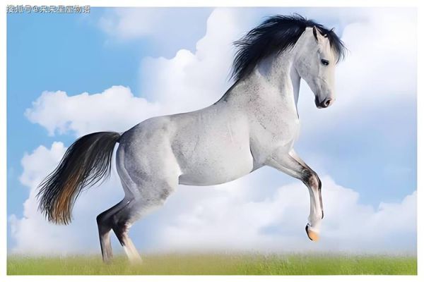 生肖马最爱的属相马（生肖马最爱的属相是马？真相来了🤔）