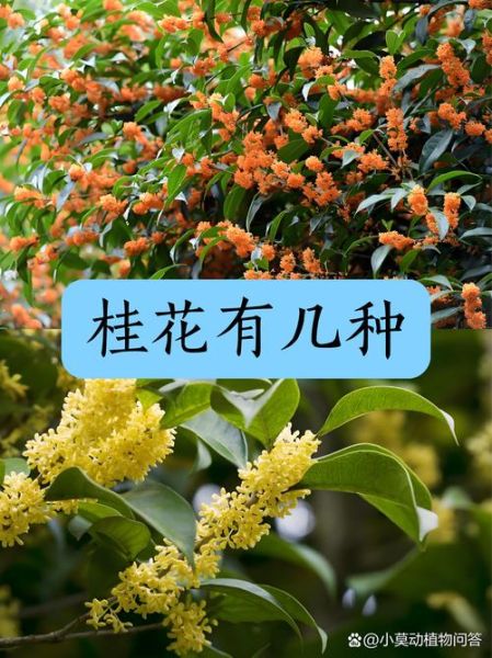 今期生肖找桂花属相(今期生肖找桂花是什么生肖🐭🌼)