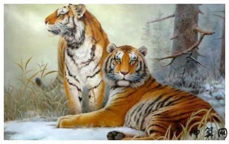 请问属相老虎配什么生肖（属虎的最佳婚配属相究竟是谁🐅💕）