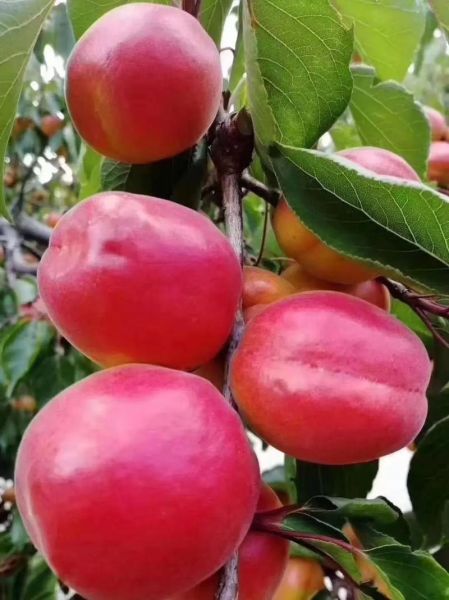 红杏有几个生肖属相(红杏有几个生肖属相?)