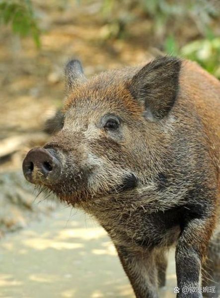 成年野猪属相有哪些生肖(成年野猪属相有哪些生肖🐗)