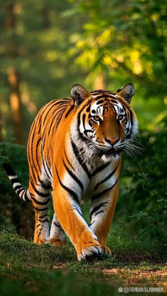 老虎属相是什么生肖（老虎属相到底属什么生肖）