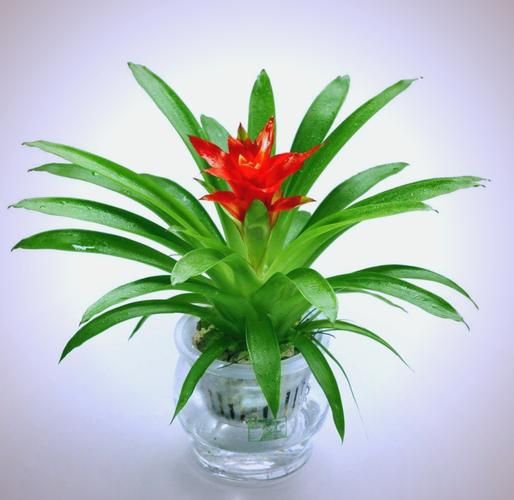 生肖属相相应的植物（属鼠养什么绿植最旺财运）