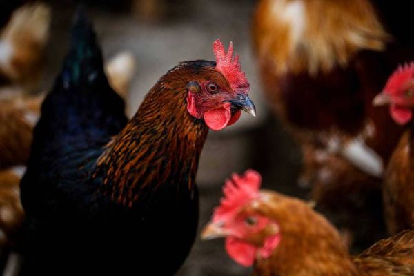 和生肖狗相合的属相（属狗最配哪三个生肖？）