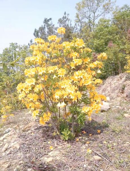 花与生肖属相搭配（生肖本命花怎么选最吉利）