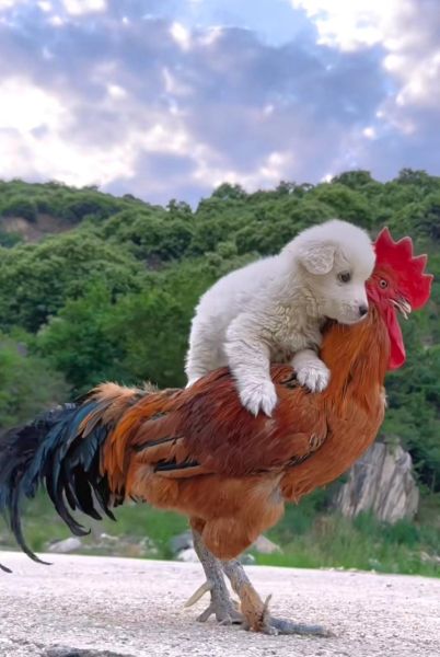 鸡狗属于什么生肖属相（鸡狗属于十二生肖之鸡🐔、狗🐶）