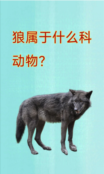 狼是什么生肖属相（狼是什么生肖？）