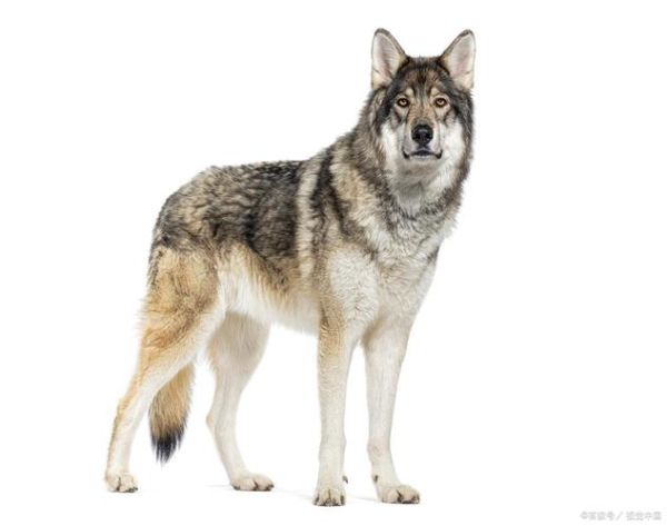 狼是什么生肖属相（狼是什么生肖？）