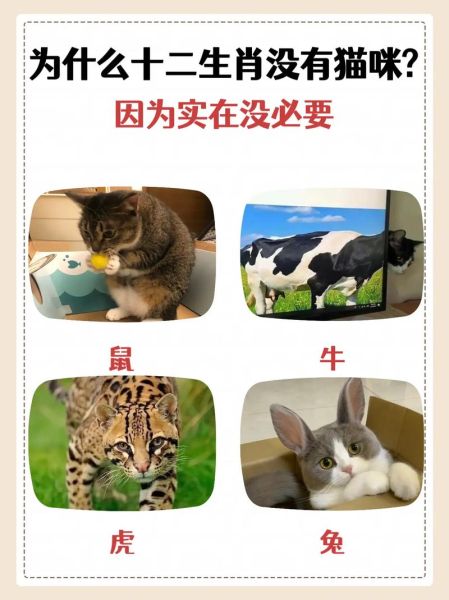 改成猫生肖的属相（属相怎么改成猫？快速看懂替代原理）