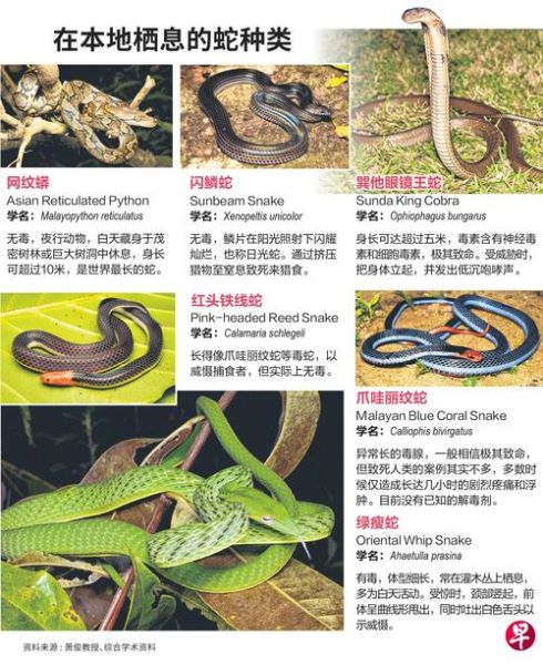 生肖蛇属相特征（生肖蛇属相性格特点解析）