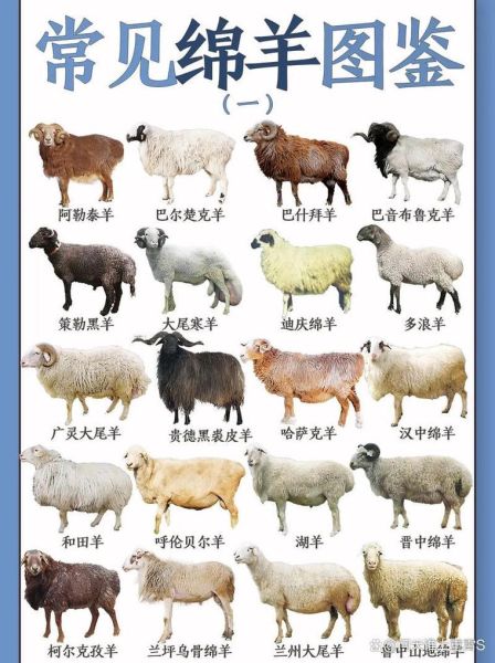 生肖羊合不来的属相（生肖羊最不合的属相是哪几个？）