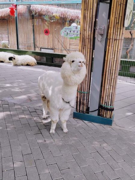 羊驼属什么生肖属相