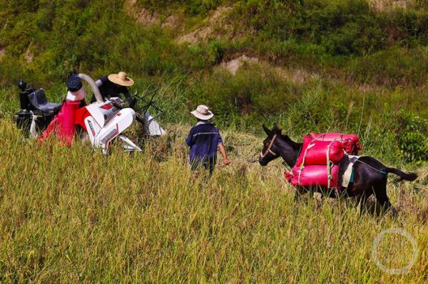 骡子生肖是什么属相（骡子属什么生肖？答案来了）