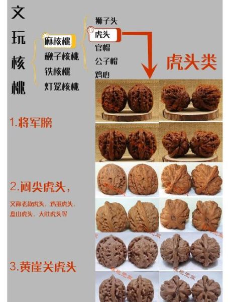 核桃的属相是什么生肖（核桃的属相是哪一生肖？小白秒懂查询）