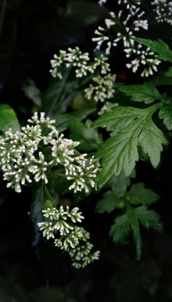 黄泽兰属什么生肖属相（黄泽兰属什么生肖）