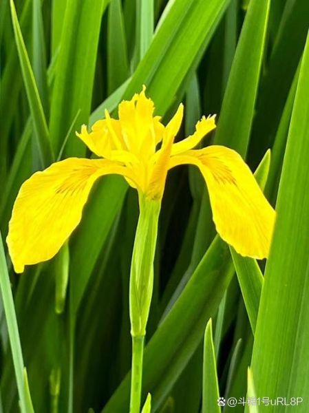 菖蒲花的生肖属相（菖蒲花是什么生肖代表？）