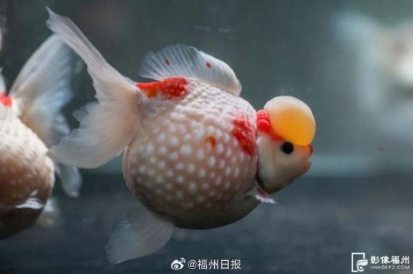 鱼代表着什么生肖属相