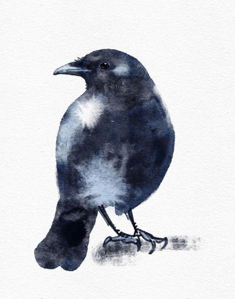 乌鸦生肖属相是哪个生肖（乌鸦属什么生肖）