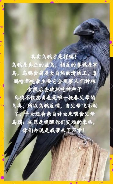 乌鸦生肖属相是哪个生肖（乌鸦属什么生肖）