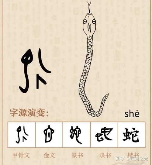 蛇后面属相是什么生肖