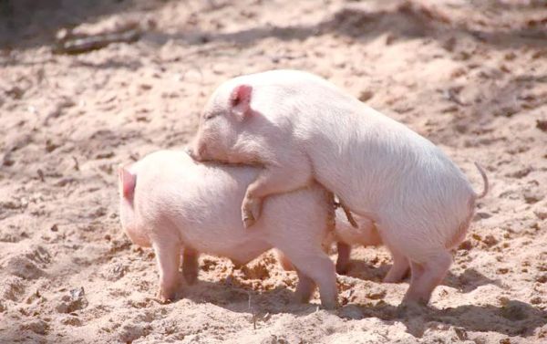 生肖猪匹配属相（属猪和什么属相最配？🐷🙌）