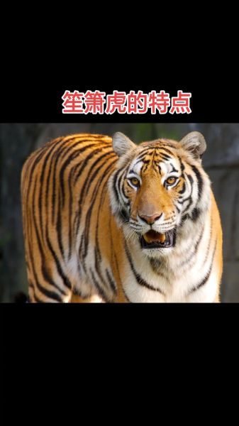 老虎后面属相是什么生肖(老虎后面属相是什么)