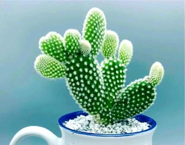 生肖属相吉祥植物（属兔人招财绿植大全）