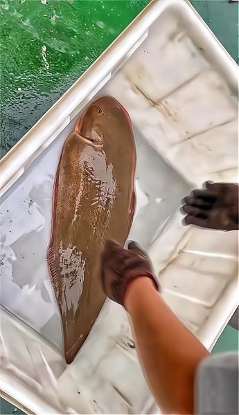 沙鱼最佳生肖属相（沙鱼最佳生肖属相是什么）