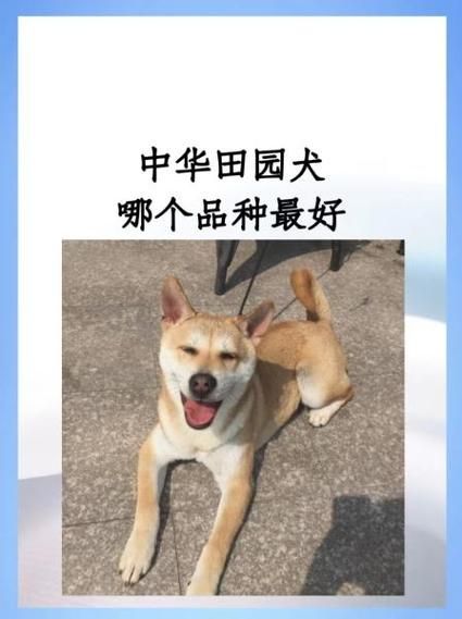 土狗属相是什么生肖配对（土狗是什么生肖最配💞超简单新手指南）