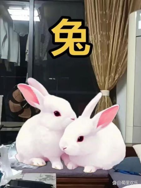 属相兔子和什么生肖相合