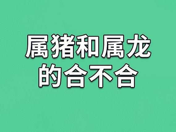 属相猪和生肖龙（猪龙属相相配吗）