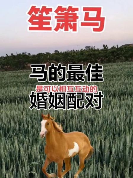 属相马最适合婚配生肖（属相马婚配什么属相最好）