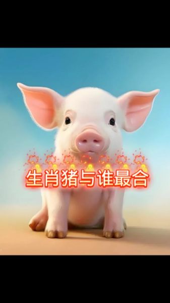 猪的生肖匹配什么属相(猪的生肖跟哪个属相最合拍?小白速看🐖)