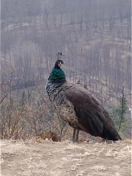 月份生肖属相查询(月份属相表速查指南)