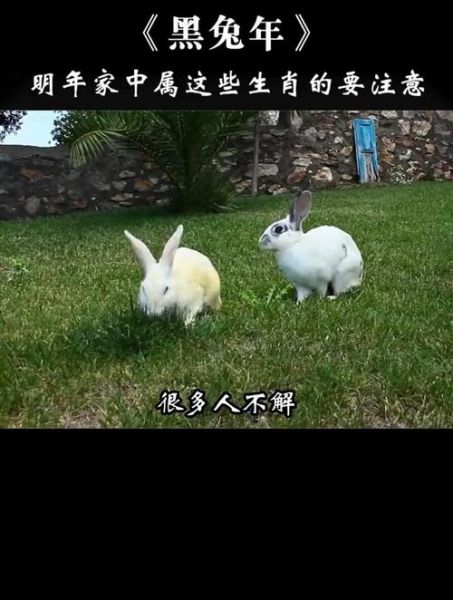 属相黑兔是什么生肖(黑兔属什么生肖新手一看就懂)