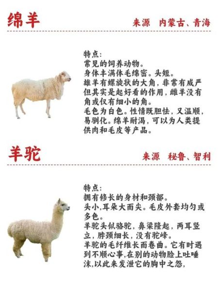 属相羊指哪种羊生肖（属相羊指的是山羊还是绵羊）