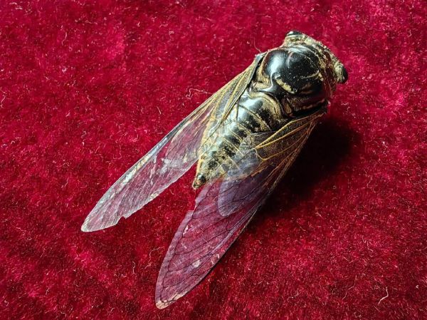 刘蝉生肖属相（刘蝉生肖属相是什么？）