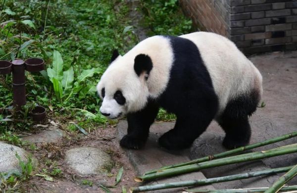 戴立属相是什么生肖(戴立属什么生肖🐭🐮🐯?)