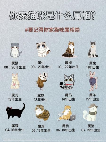 生肖属相猫（猫属什么生肖揭秘🐈）