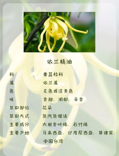 依兰属什么生肖属相（依兰属什么生肖？一看便知）