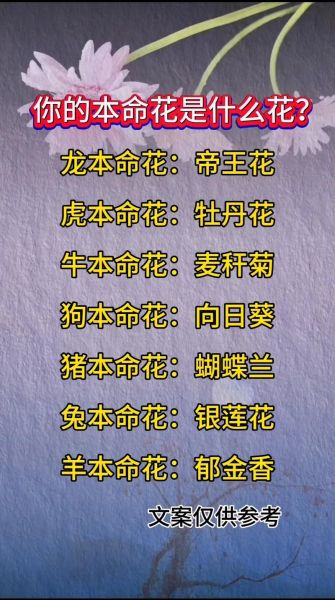 菊花的属相是什么生肖（菊花代表什么生肖？答案一次看懂😎）