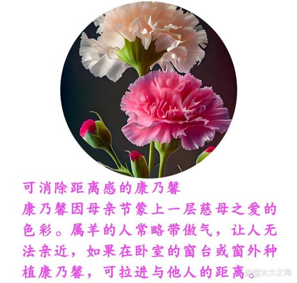 康乃馨属相是什么生肖呢